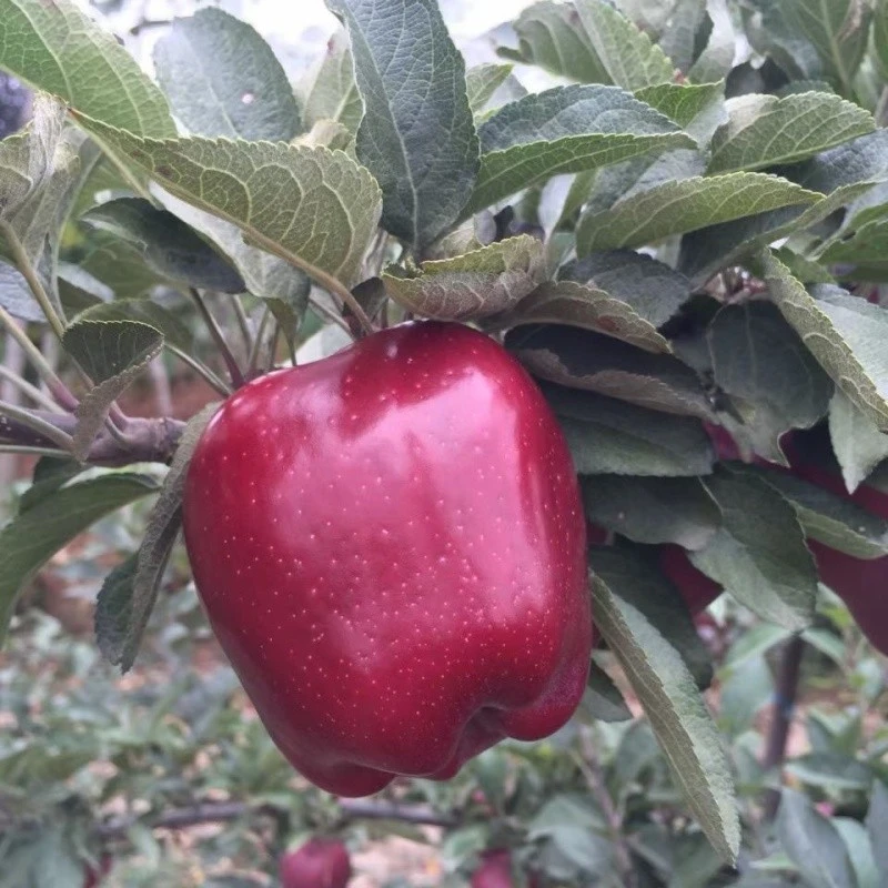 10kgs Red Huaniu Apple factory