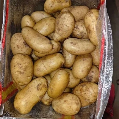 Tengzhou Fresh Potato Tengzhou Fresh Potato